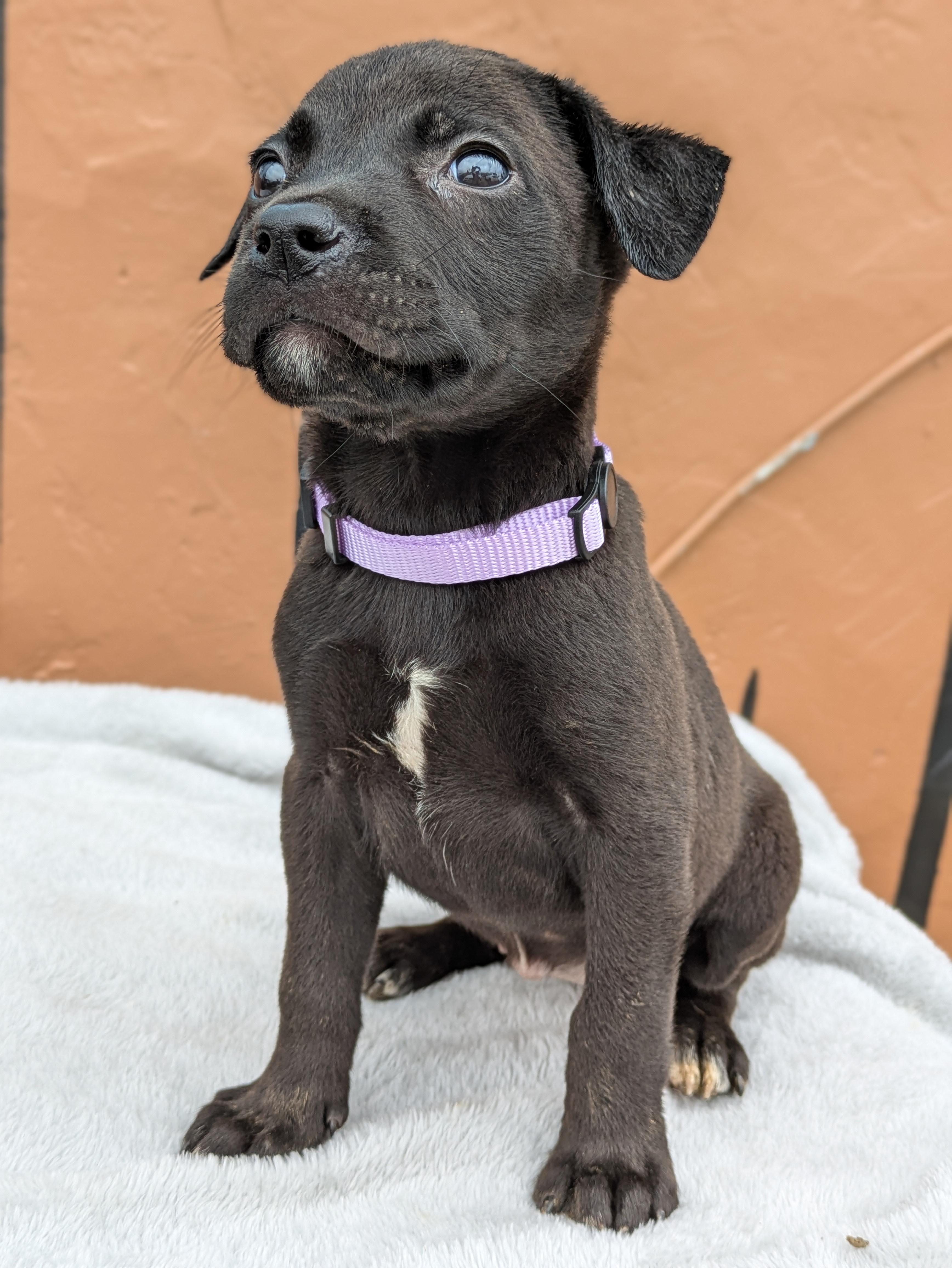Enlarge Dahlia, an adopted Mixed Breed in Huntsville, AL image 4/4