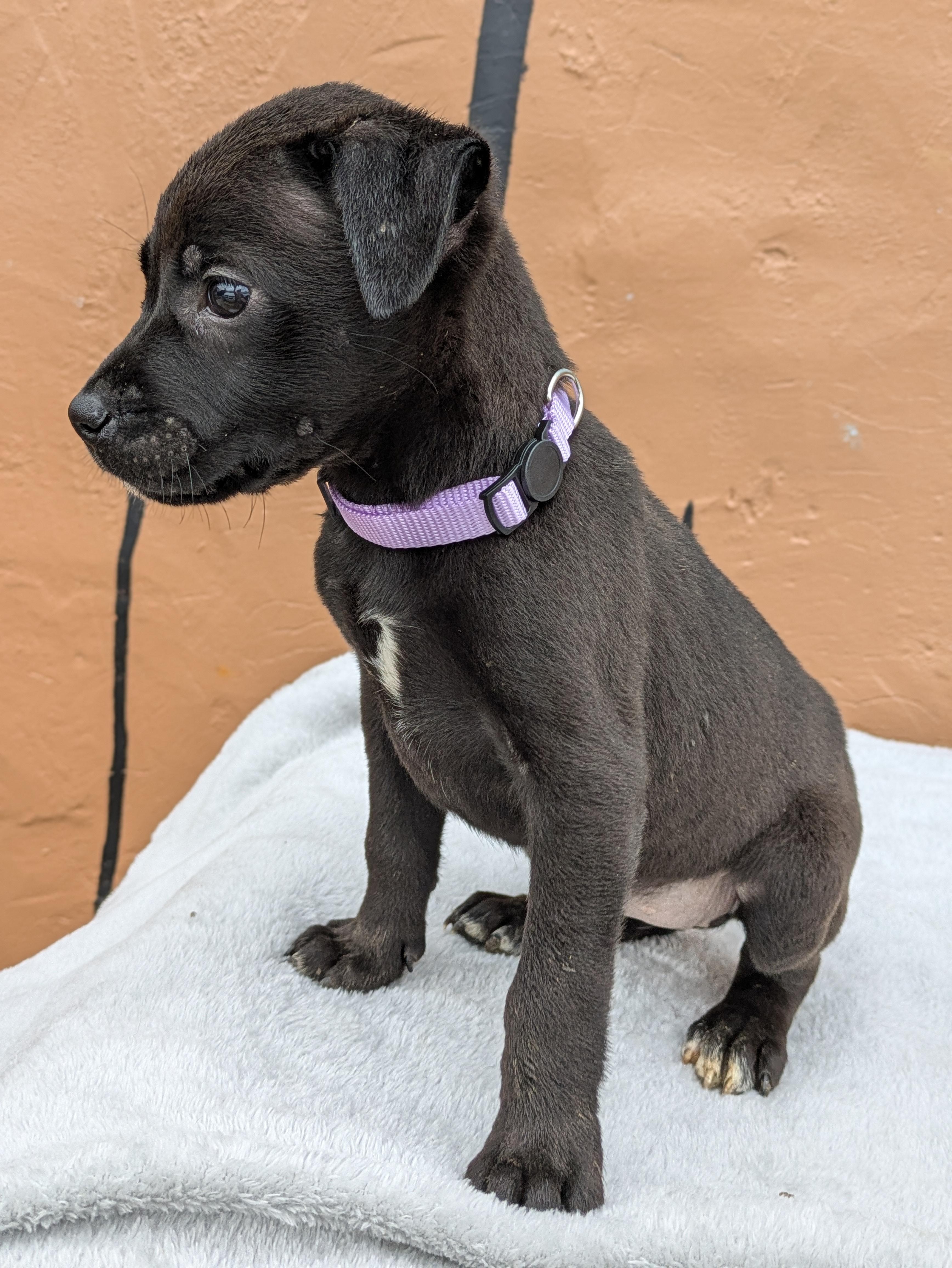 Enlarge Dahlia, an adopted Mixed Breed in Huntsville, AL image 3/4