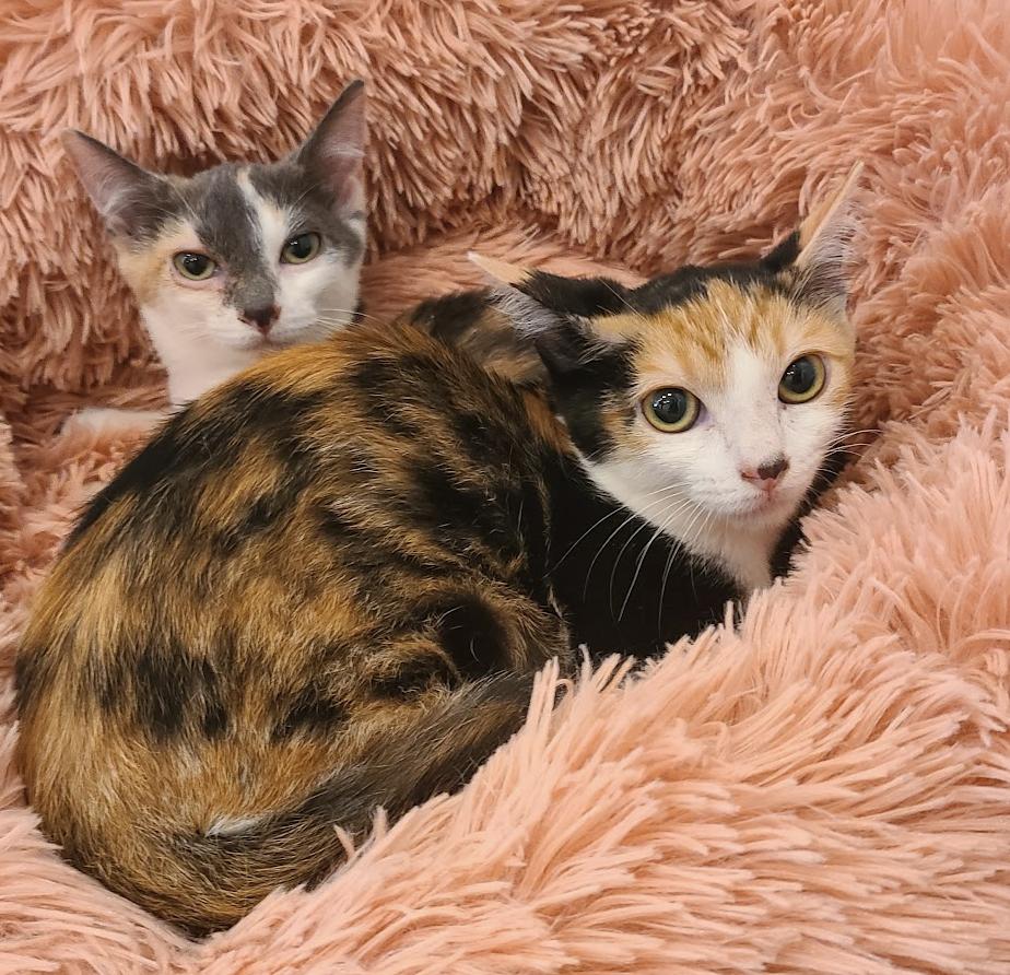 Szechuan, Adoptable, Kitten Female Domestic Medium Hair & Calico.