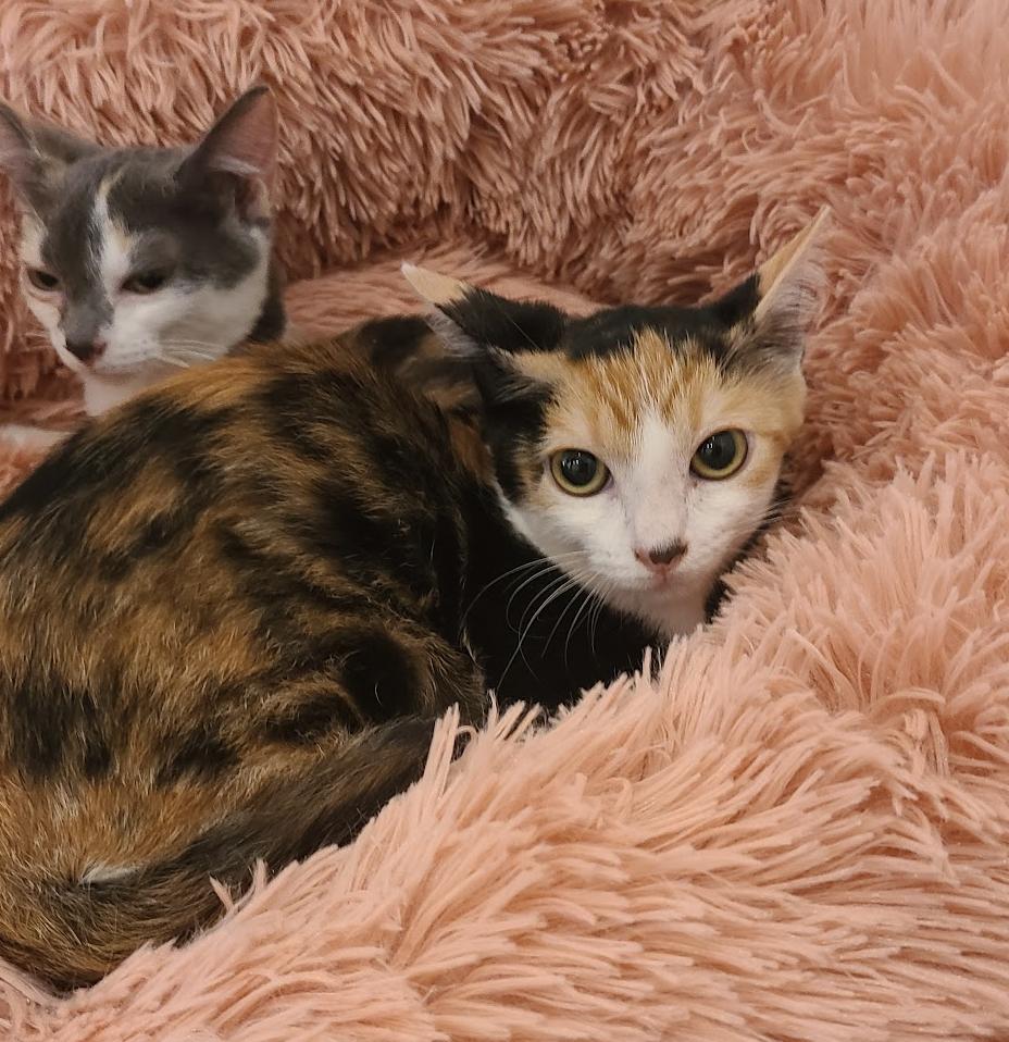 Szechuan, a Adoptable mixed breed in Los Angeles, CA image 2/3