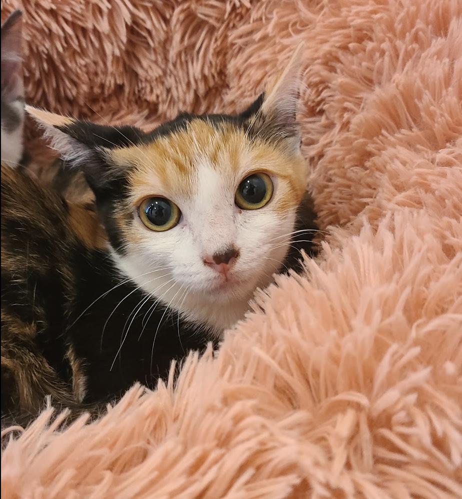 Szechuan, a Adoptable mixed breed in Los Angeles, CA image 3/3