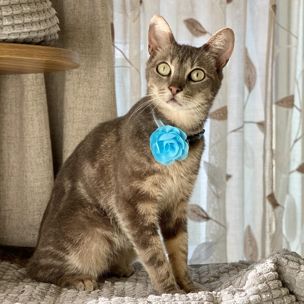 Cody — thumbnail 2