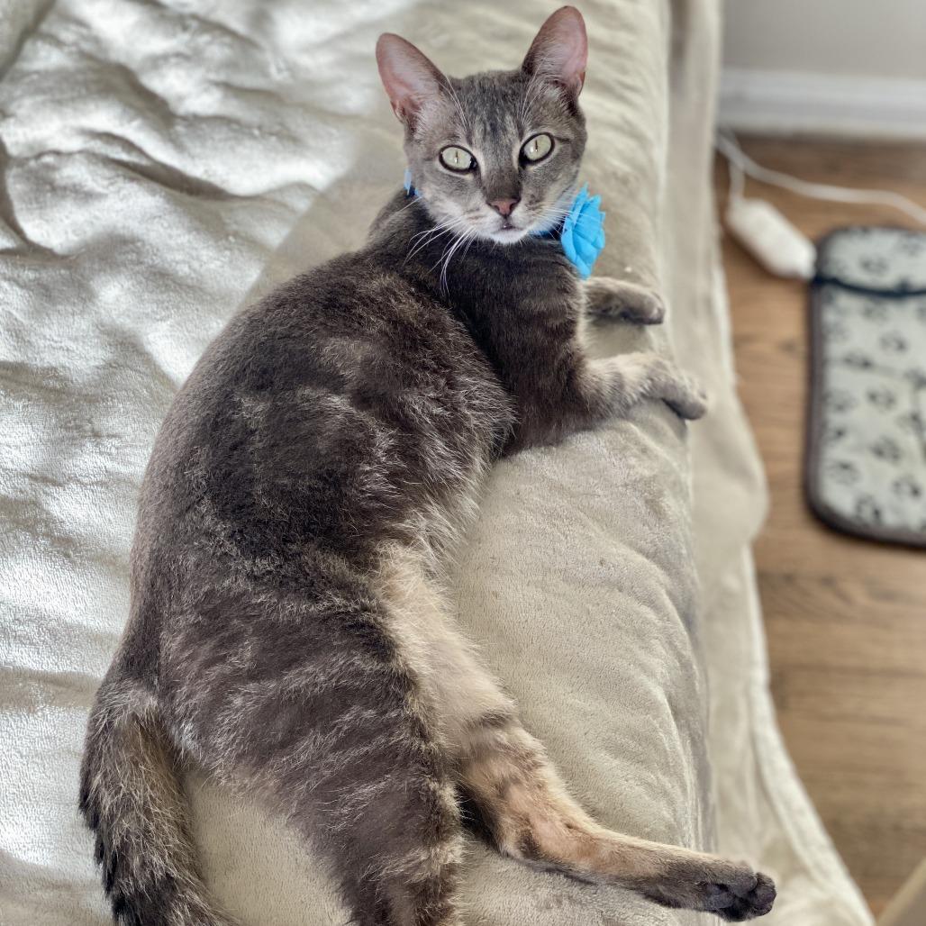 Cody — thumbnail 3