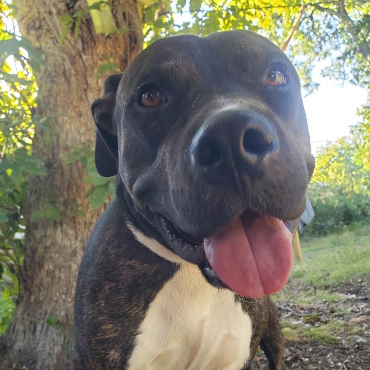 Maximus — thumbnail 2