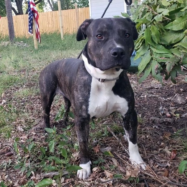 Maximus — thumbnail 3