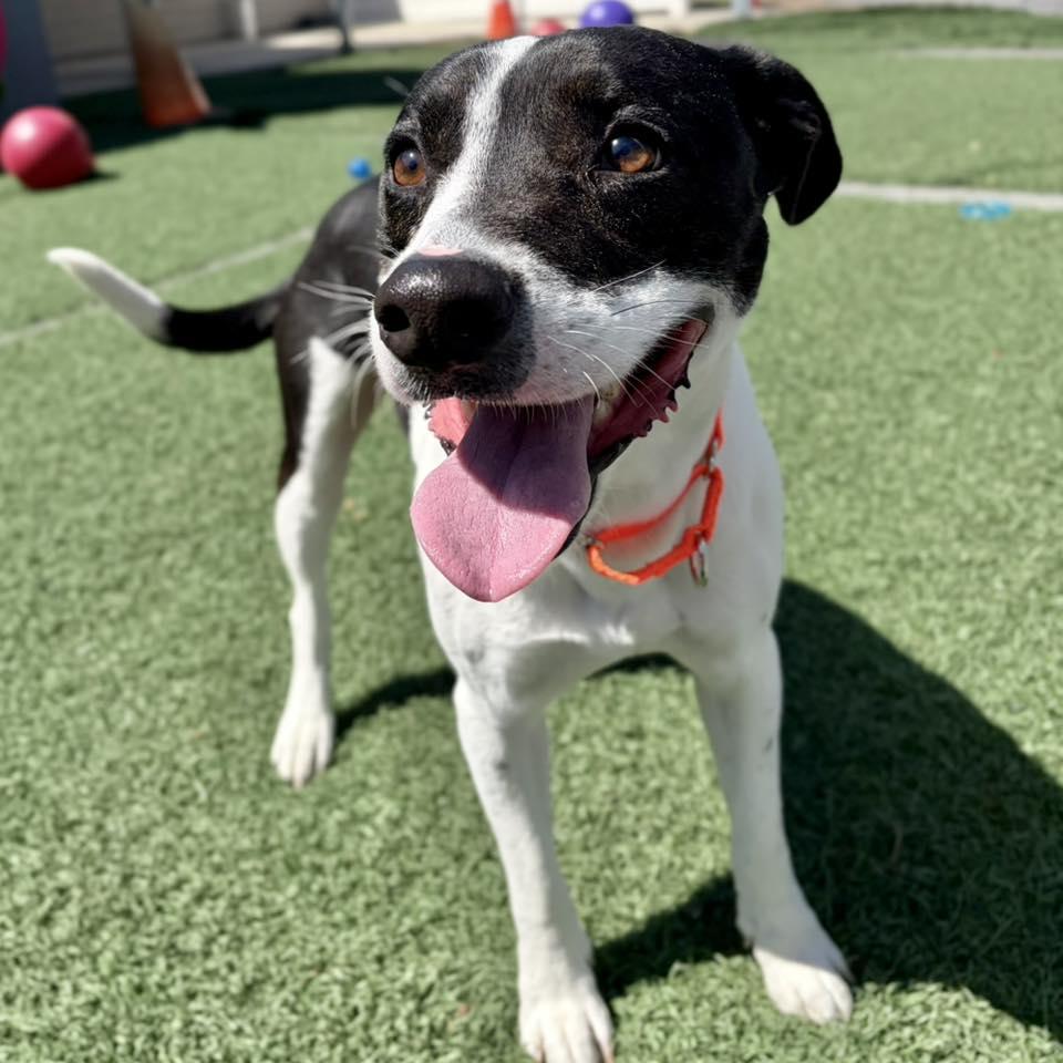 Enlarge Saint, a ADOPTABLE mixed breed in Whitehall, PA image 2/4