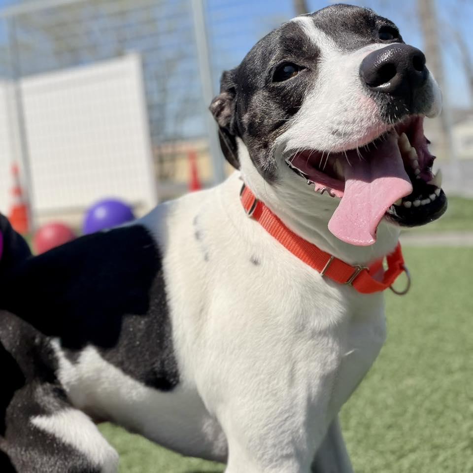 Enlarge Saint, a ADOPTABLE mixed breed in Whitehall, PA image 4/4