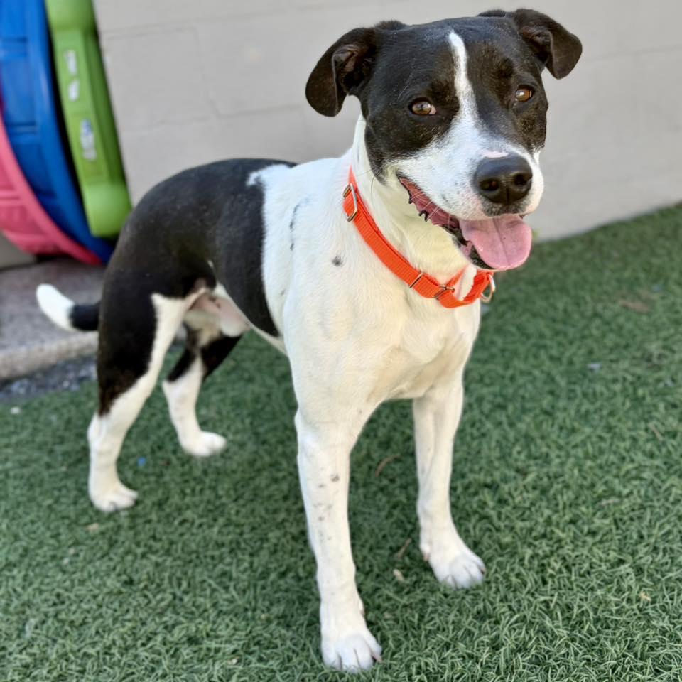 Enlarge Saint, a ADOPTABLE mixed breed in Whitehall, PA image 3/4