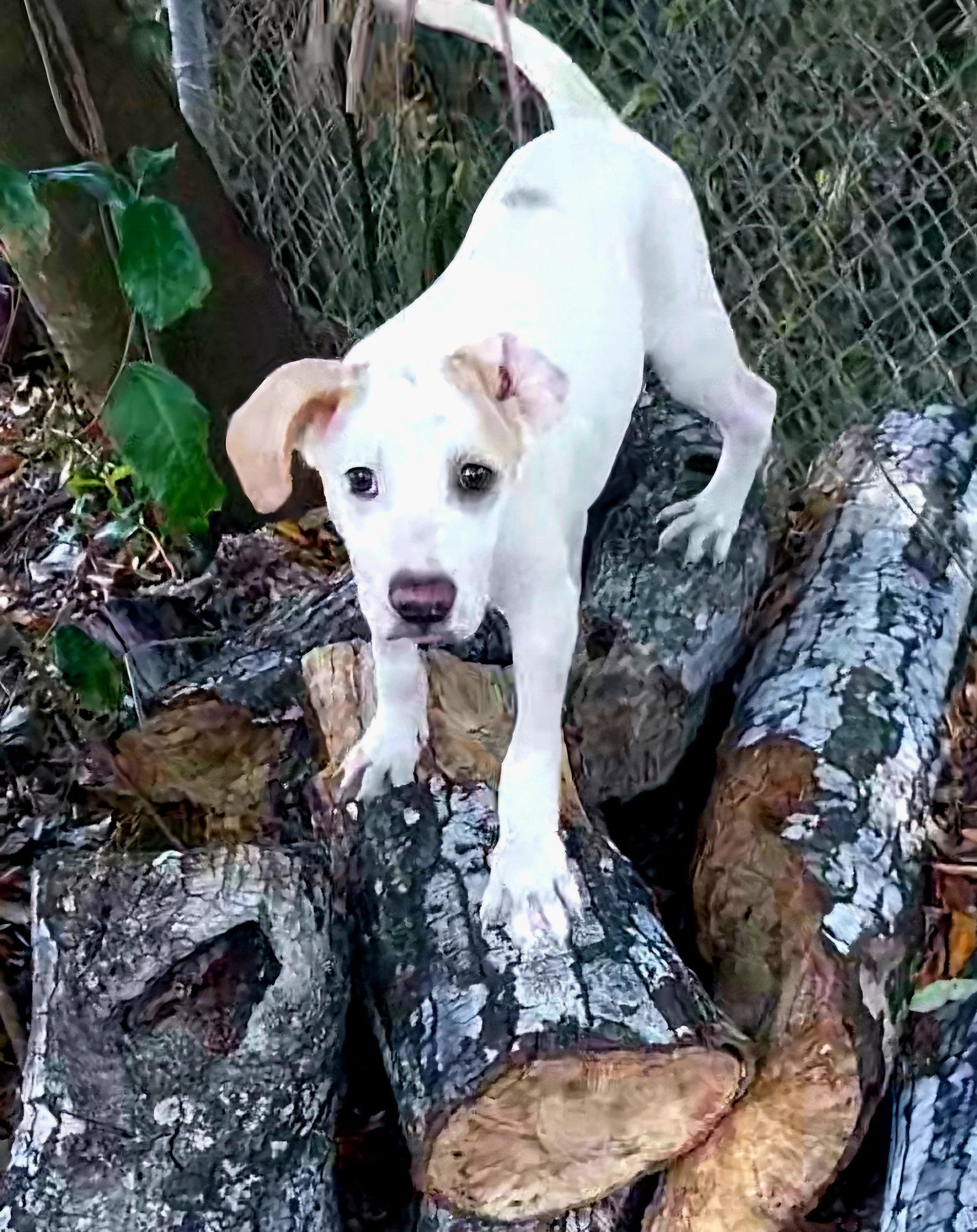 Enlarge Elio, a Adoptable mixed breed in Sanford, FL image 2/3