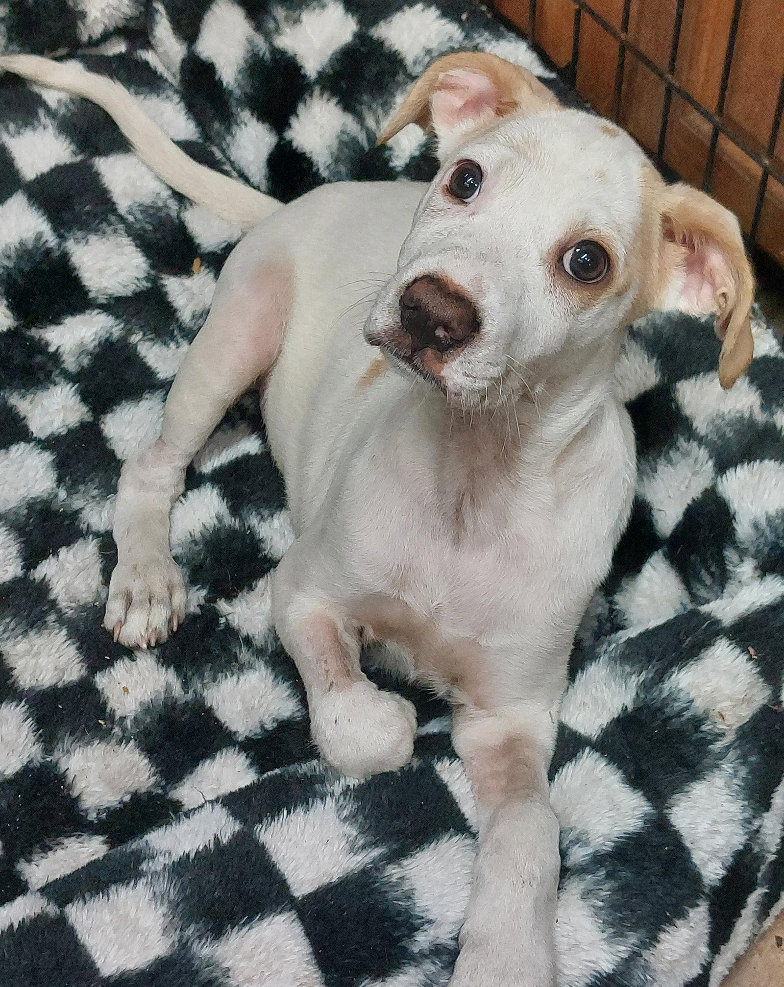 Enlarge Elio, a Adoptable mixed breed in Sanford, FL image 1/2