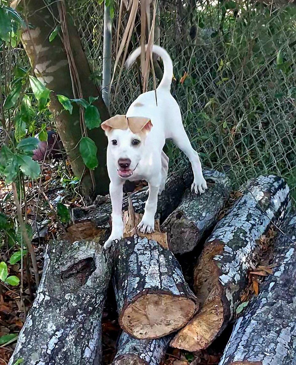 Enlarge Elio, a Adoptable mixed breed in Sanford, FL image 3/3