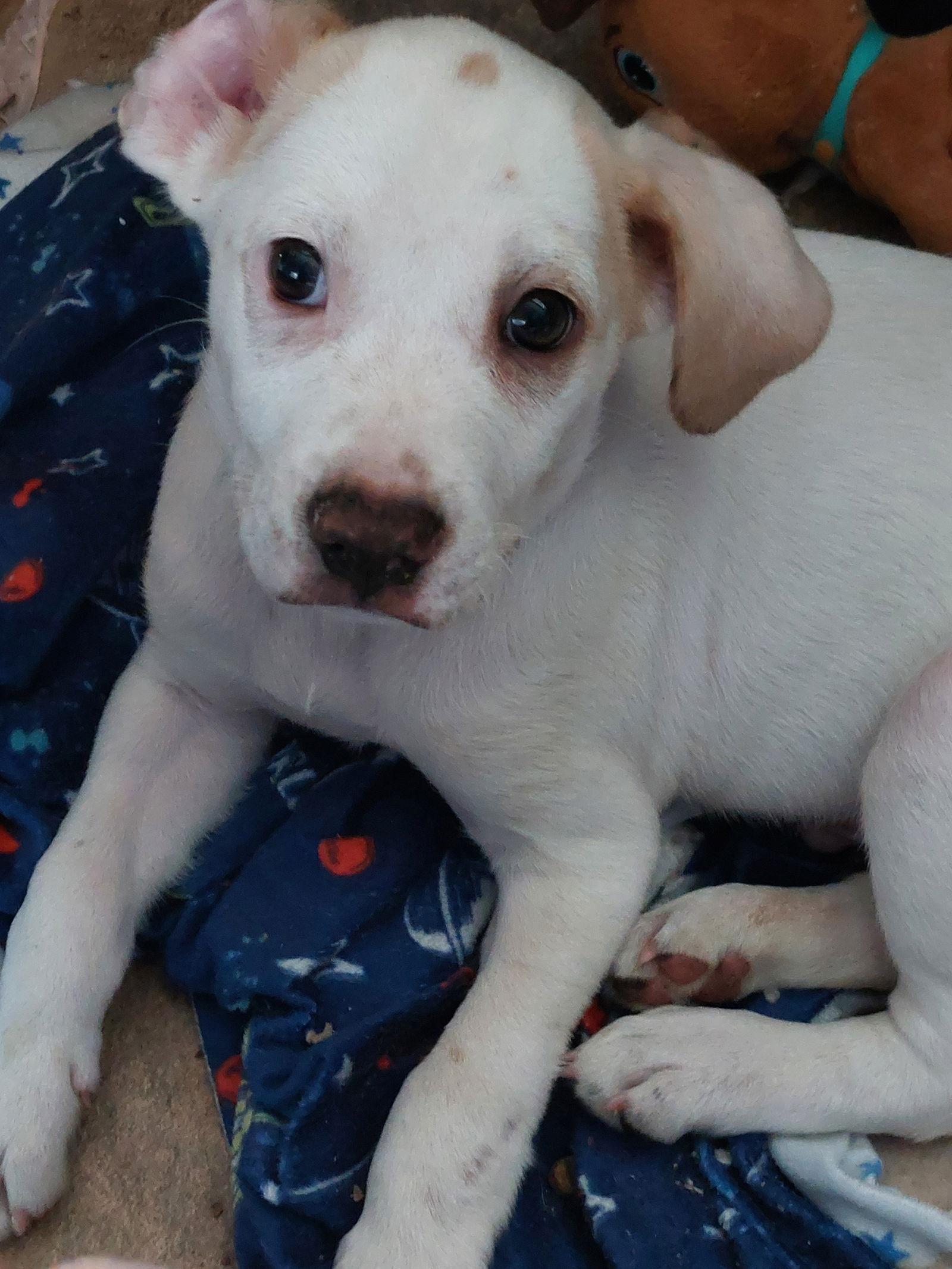 Enlarge Elio, a Adoptable mixed breed in Sanford, FL image 2/2