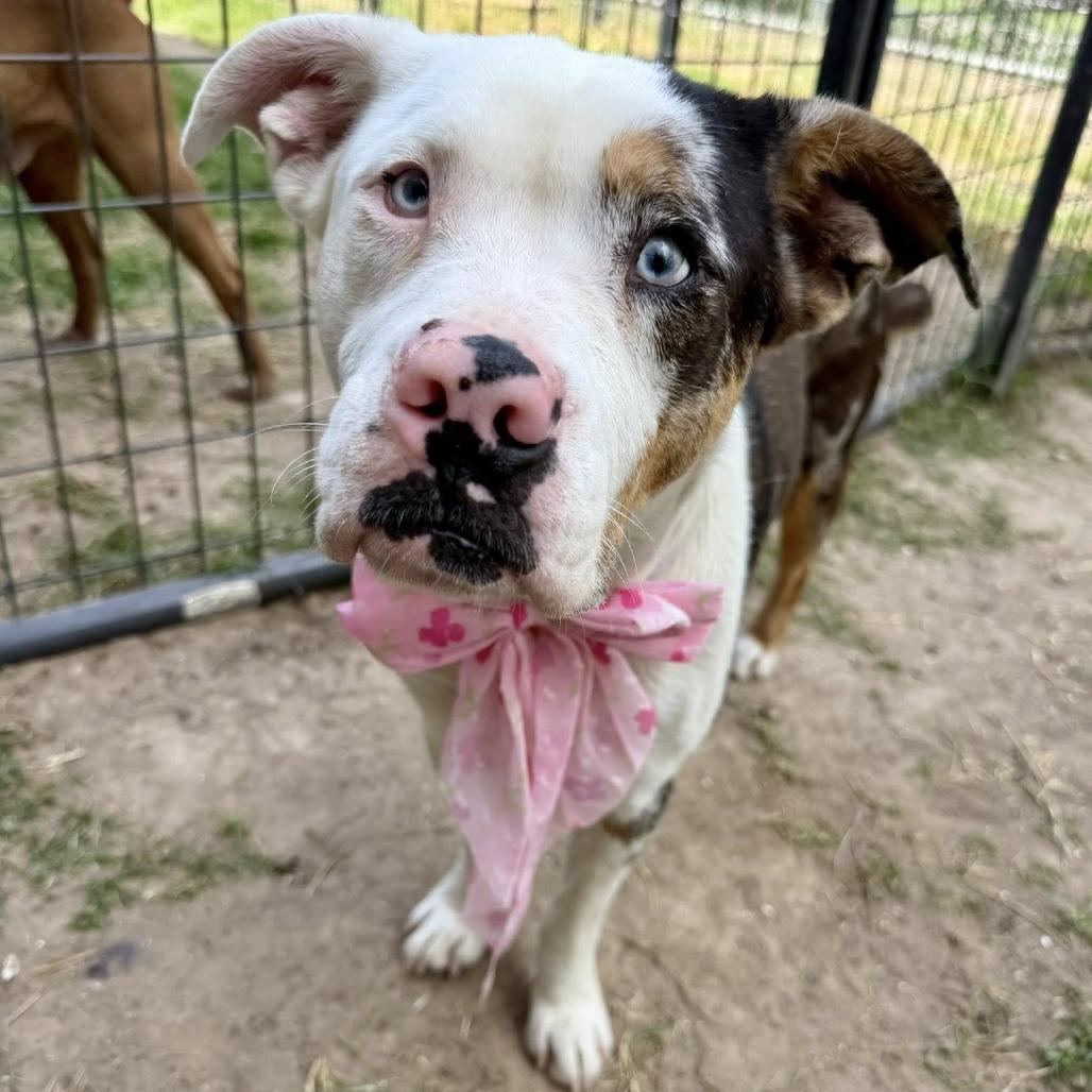 Enlarge Marshmallow, a Adoptable American Staffordshire Terrier in Pittsburgh, PA image 1/4