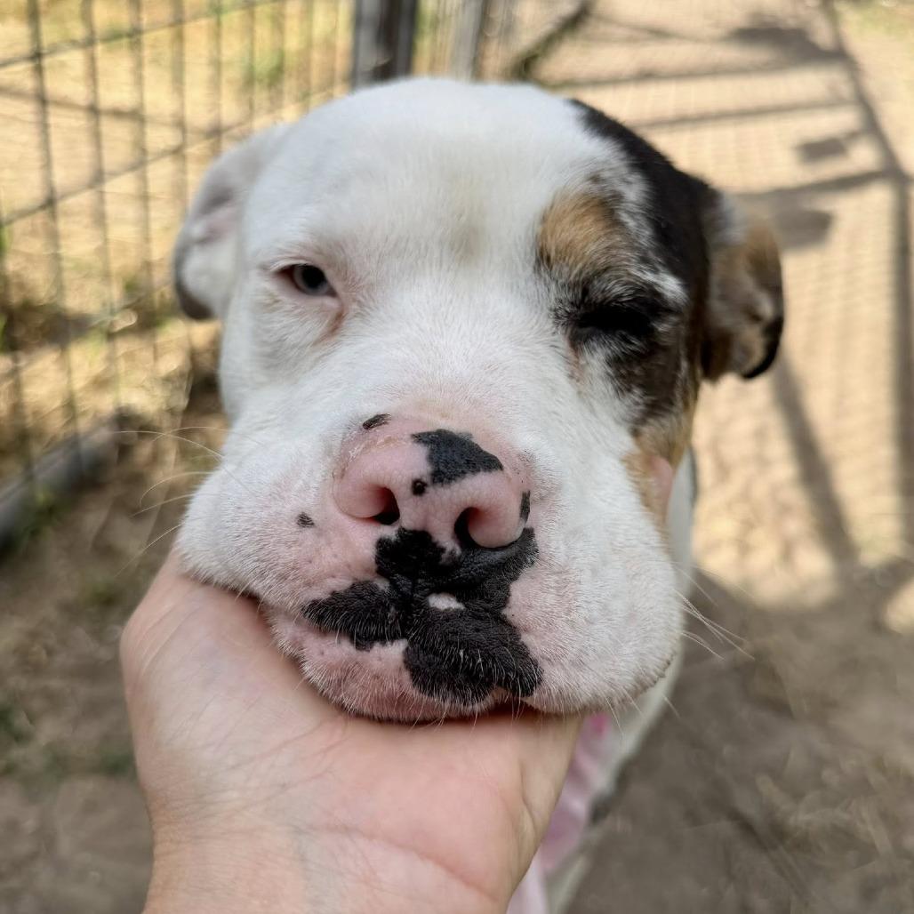 Enlarge Marshmallow, a Adoptable American Staffordshire Terrier in Pittsburgh, PA image 2/4