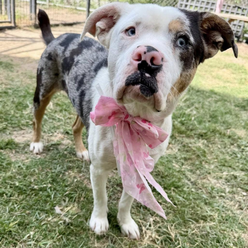 Enlarge Marshmallow, a Adoptable American Staffordshire Terrier in Pittsburgh, PA image 3/4