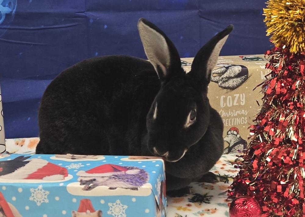 Umbra, Adoptable, Adult Female Rex.