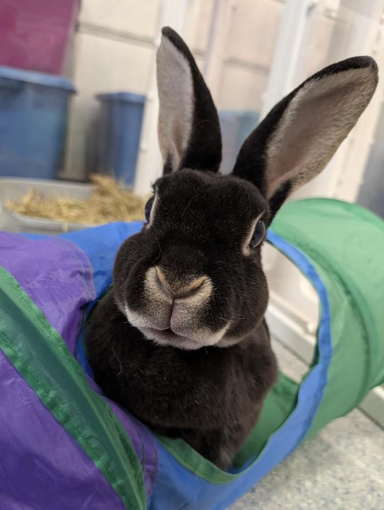 Enlarge Umbra, a Adoptable Rex in Westford, MA image 3/6