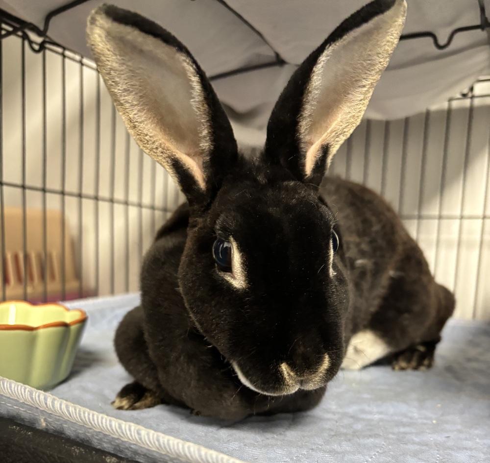 Enlarge Umbra, a Adoptable Rex in Westford, MA image 4/6