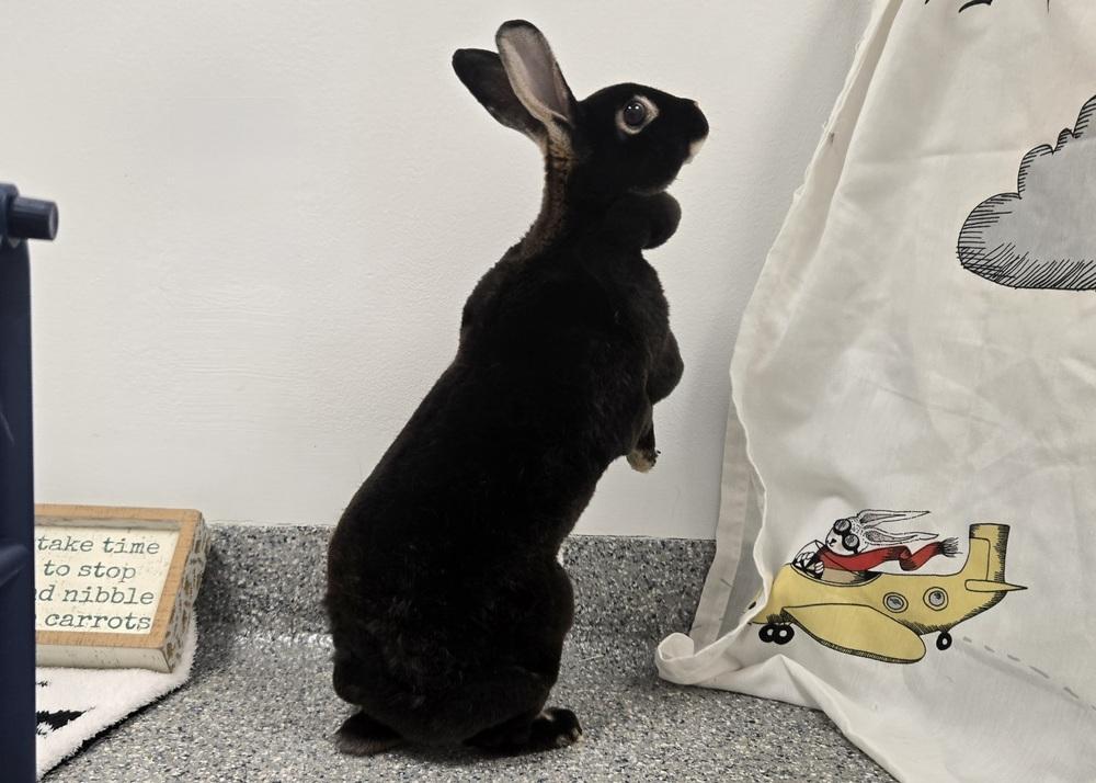 Enlarge Umbra, a Adoptable Rex in Westford, MA image 6/6