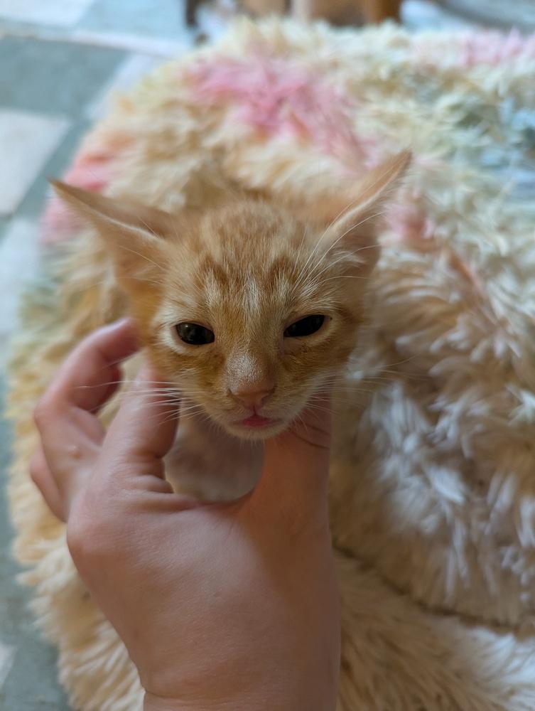 Cheddar Bay Biscuit, Adoptable, Kitten Male Domestic Short Hair.