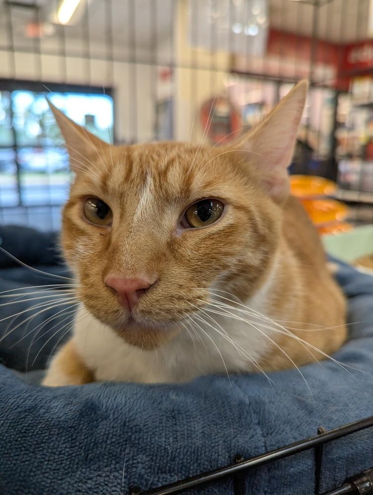 Enlarge Cheddar Bay Biscuit, a Adoptable Domestic Short Hair in Ruskin, FL image 2/4