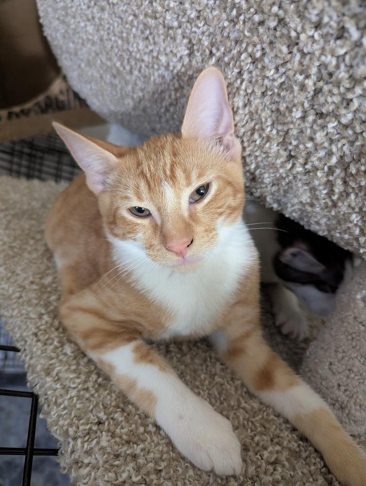 Enlarge Cheddar Bay Biscuit, a Adoptable Domestic Short Hair in Ruskin, FL image 2/2