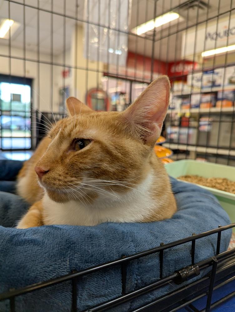 Enlarge Cheddar Bay Biscuit, a Adoptable Domestic Short Hair in Ruskin, FL image 4/4