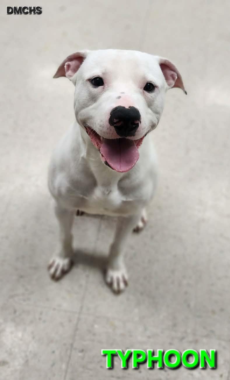 Typhoon, Adoptable, Young Male Pit Bull Terrier.