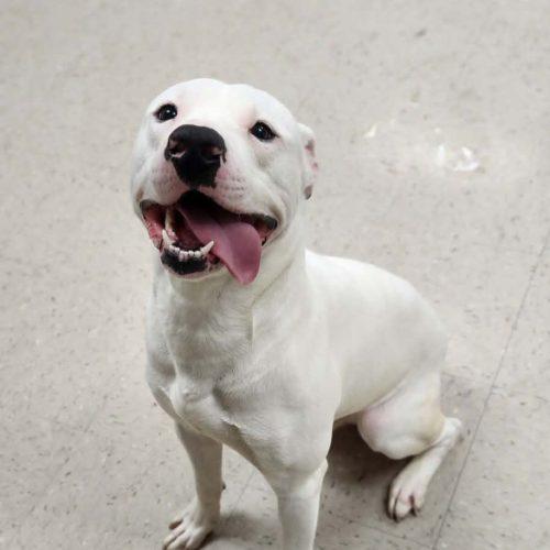 Typhoon, Adoptable, Young Male Pit Bull Terrier.