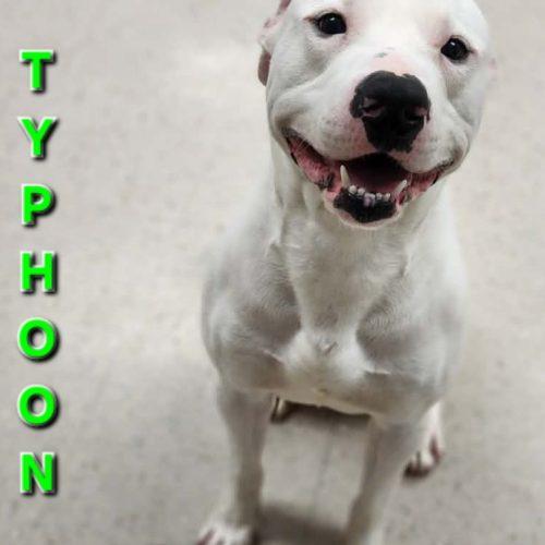 Enlarge Typhoon, a Adoptable Pit Bull Terrier in Burlington, IA image 3/3