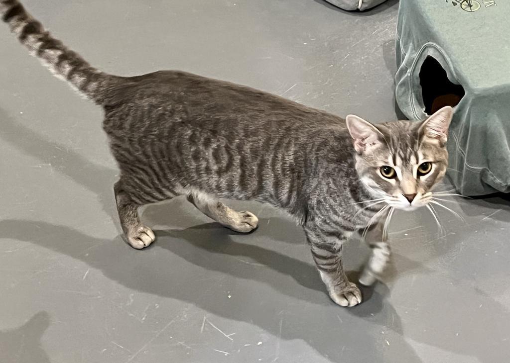 Frito, an adoptable Domestic Short Hair in South Bend, IN, 46614 | Photo Image 6