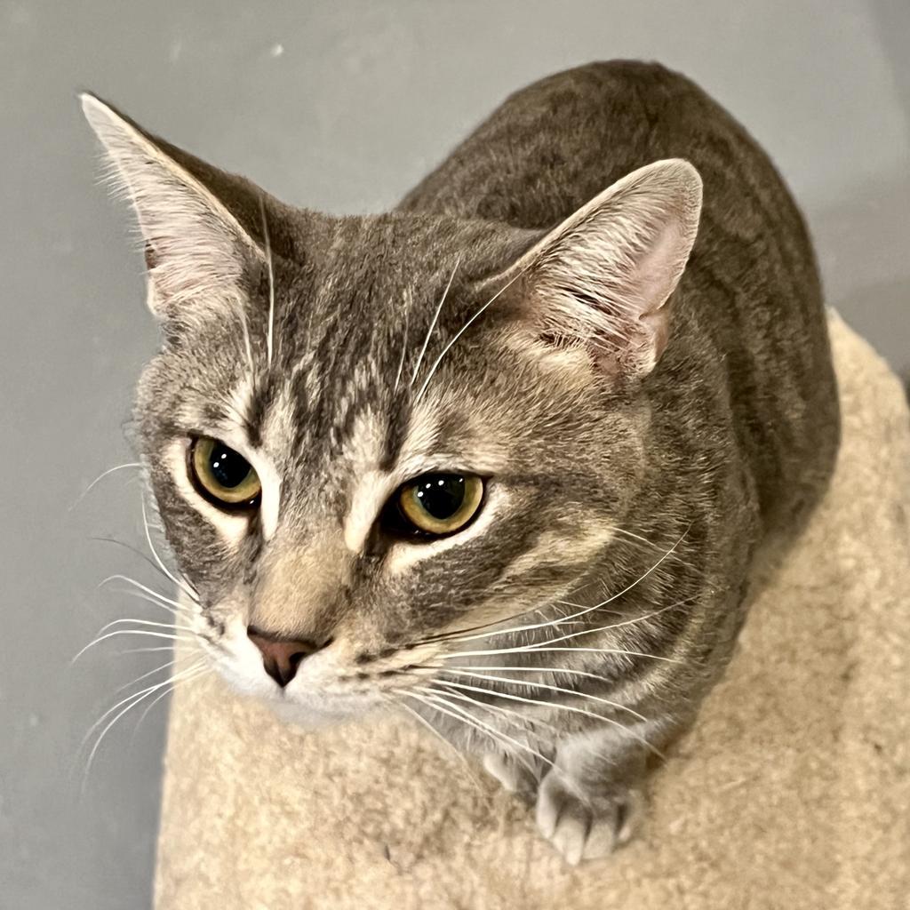 Frito, an adoptable Domestic Short Hair in South Bend, IN, 46614 | Photo Image 5