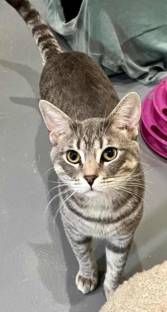 Enlarge Frito, a Adoptable mixed breed in South Bend, IN image 2/6