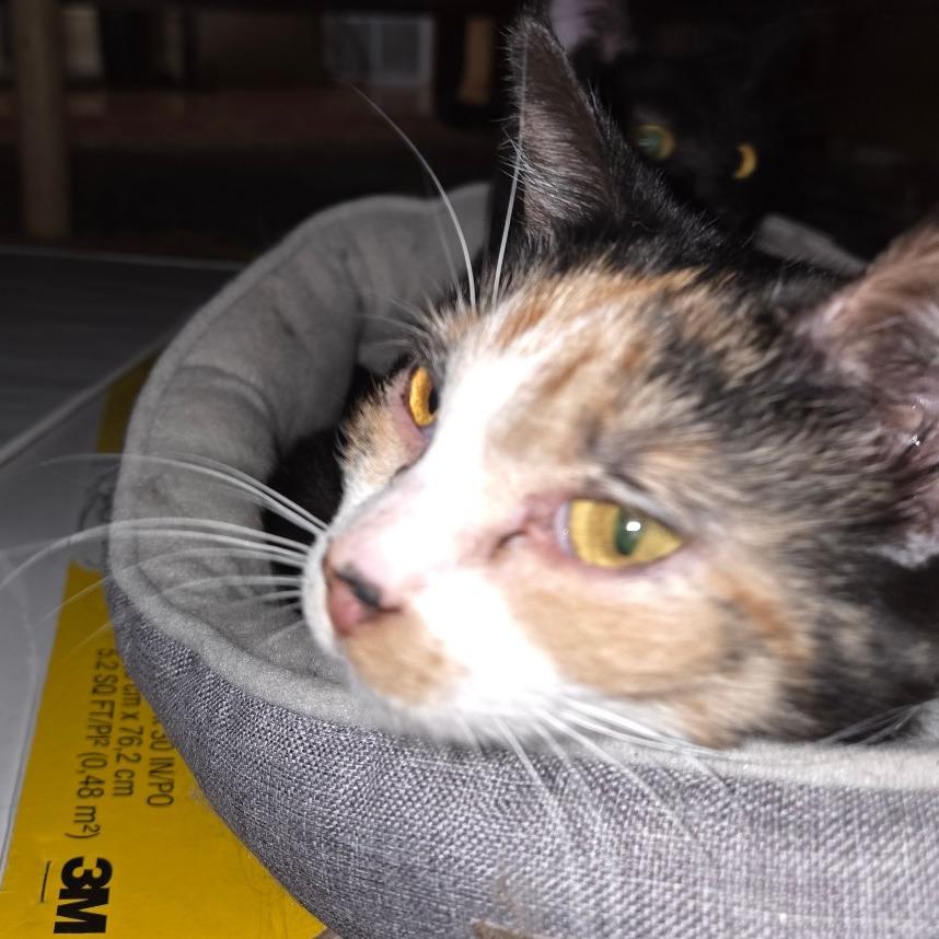 Sunspot, Adoptable, Young Female Domestic Short Hair.