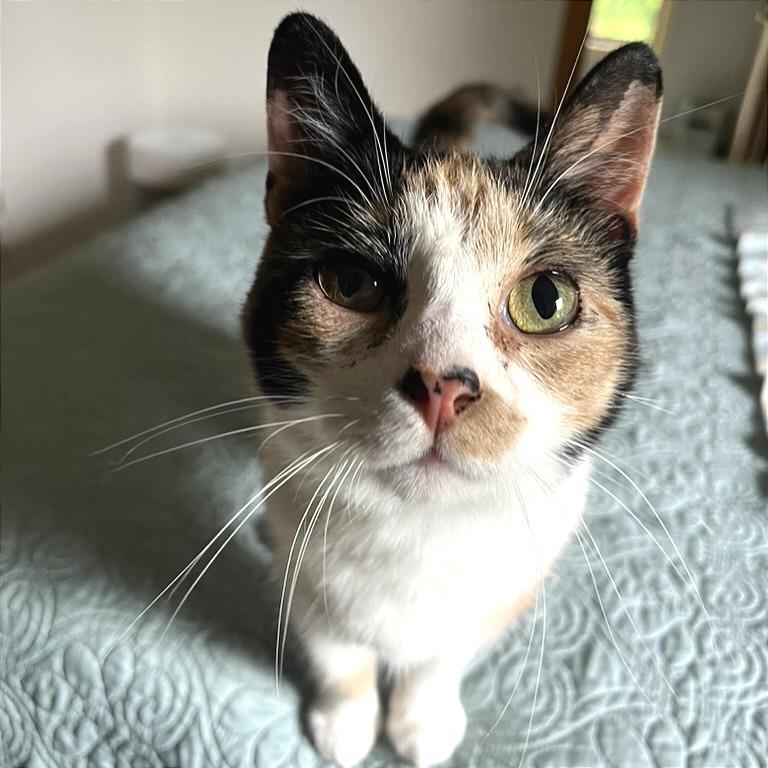 Enlarge Sunspot, a Adoptable Domestic Short Hair in Traverse City, MI image 1/6