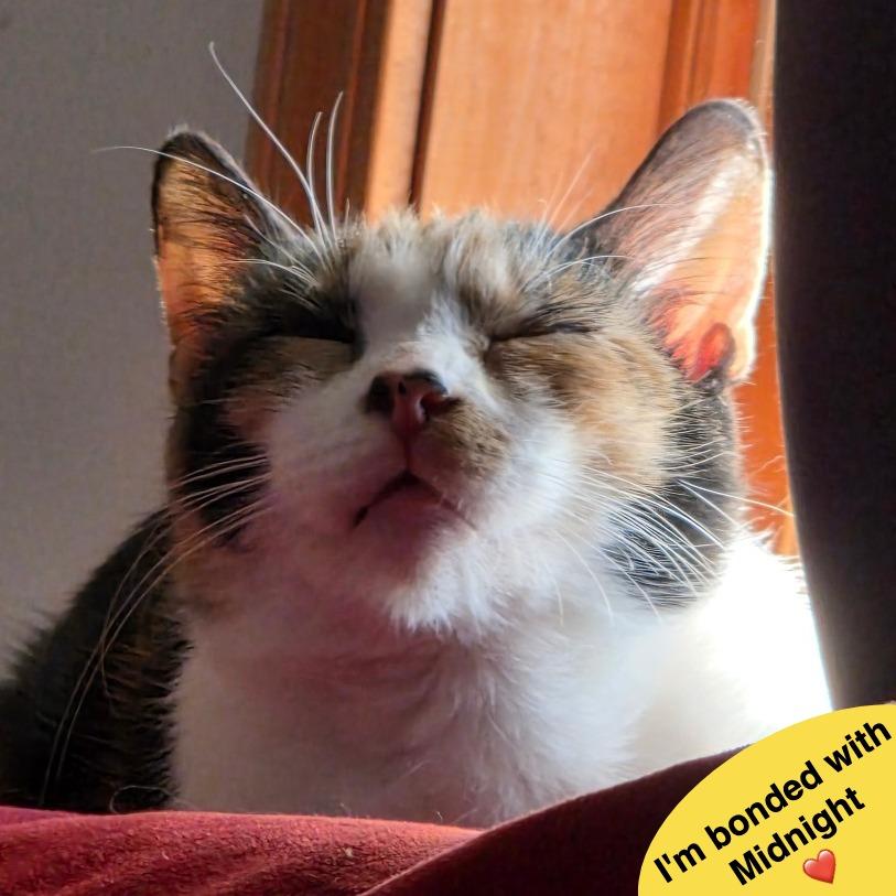 Enlarge Sunspot, a Adoptable Domestic Short Hair in Traverse City, MI image 2/6