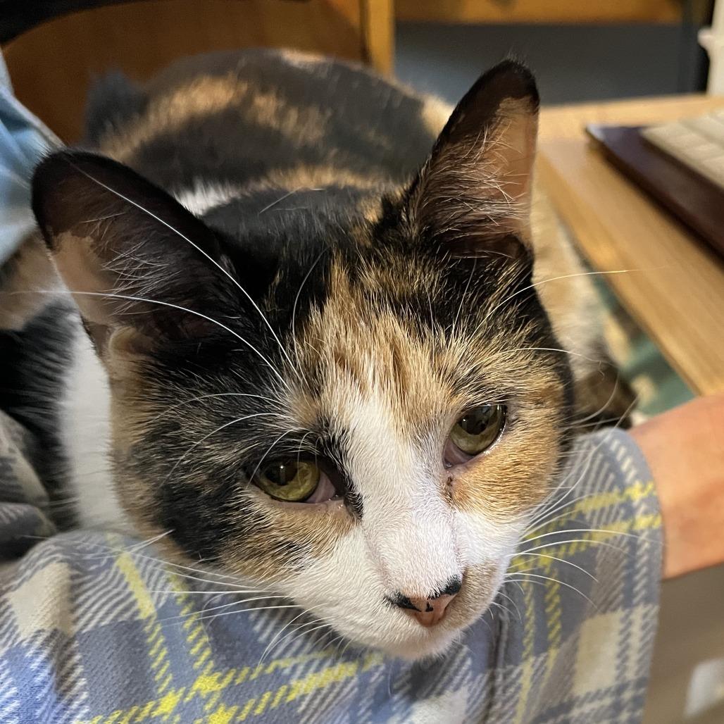 Sunspot, a Adoptable Domestic Short Hair in Traverse City, MI image 2/6