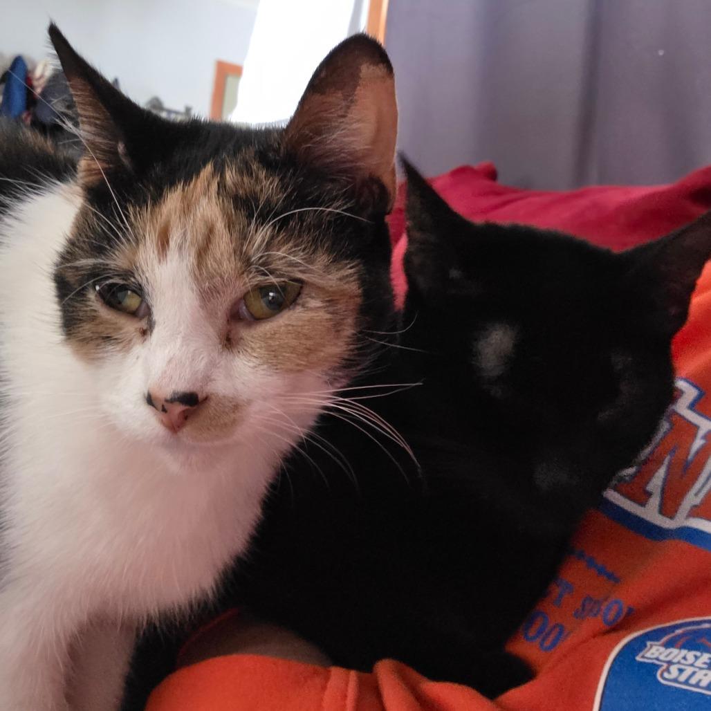 Enlarge Sunspot, a Adoptable Domestic Short Hair in Traverse City, MI image 3/6