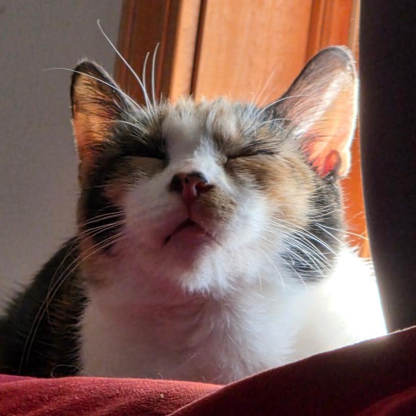 Enlarge Sunspot, a Adoptable Domestic Short Hair in Traverse City, MI image 4/6