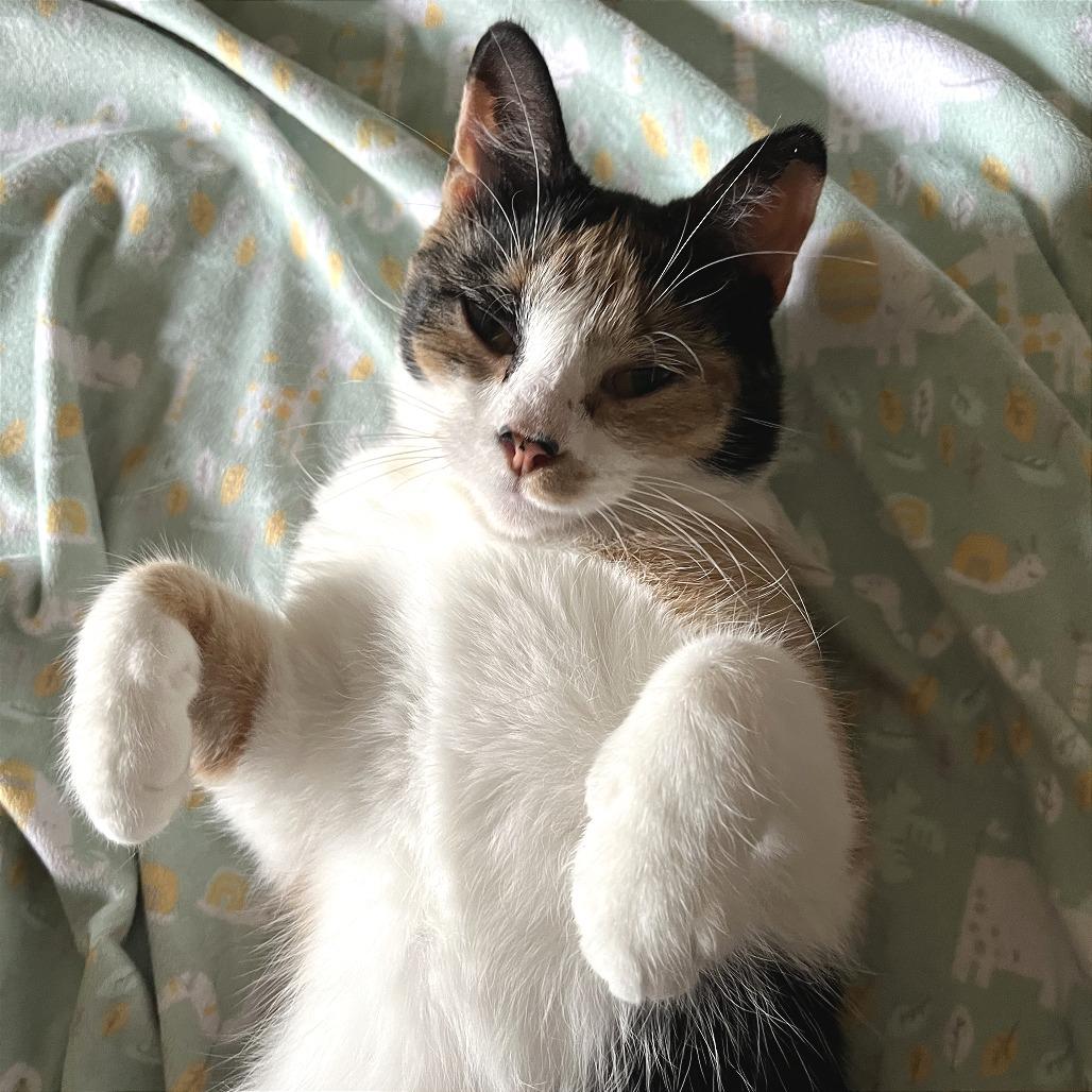 Sunspot, a Adoptable Domestic Short Hair in Traverse City, MI image 4/6