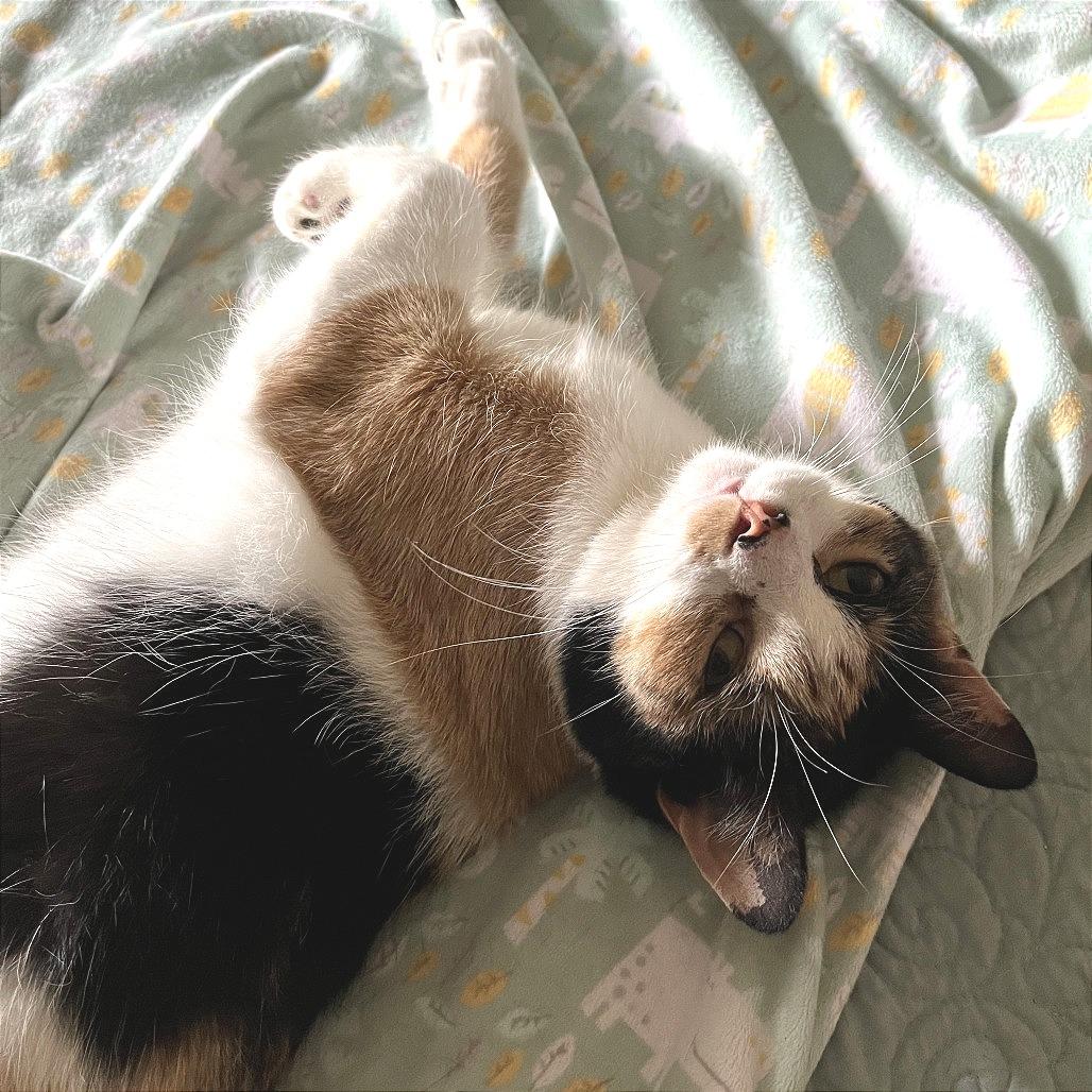 Enlarge Sunspot, a Adoptable Domestic Short Hair in Traverse City, MI image 5/6