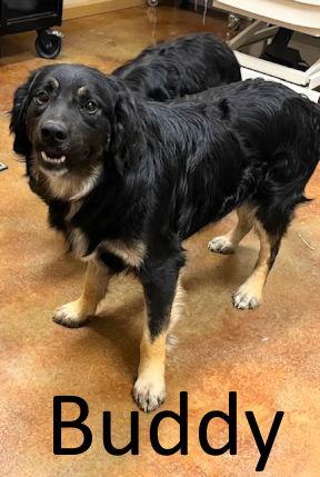 Buddy, Adoptable, Young Male Border Collie & Australian Shepherd.