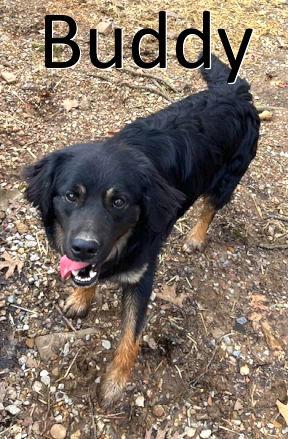 Buddy, a Adoptable mixed breed in Mountain View, AR image 2/3