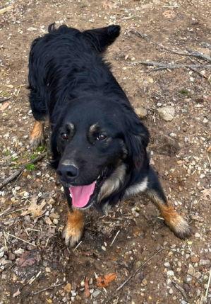 Buddy, a Adoptable mixed breed in Mountain View, AR image 3/3