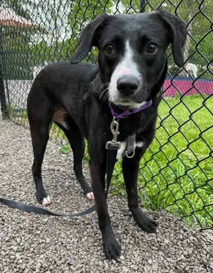 Enlarge Winny, a Adoptable mixed breed in Cincinnati, OH image 1/3