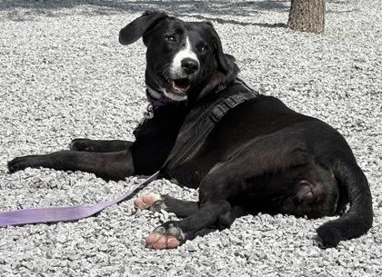 Winny, Adoptable, Adult Female Mixed Breed & Mixed Breed.