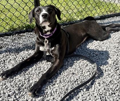 Enlarge Winny, a Adoptable mixed breed in Cincinnati, OH image 3/3