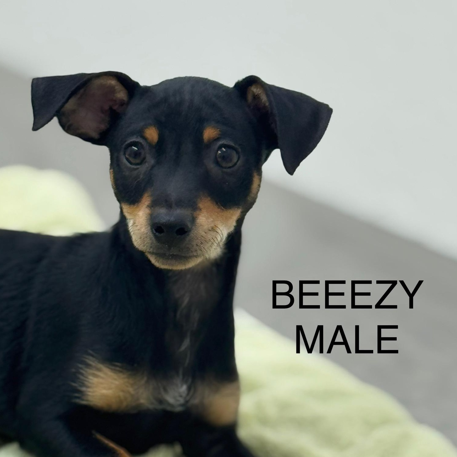 Breezy 1