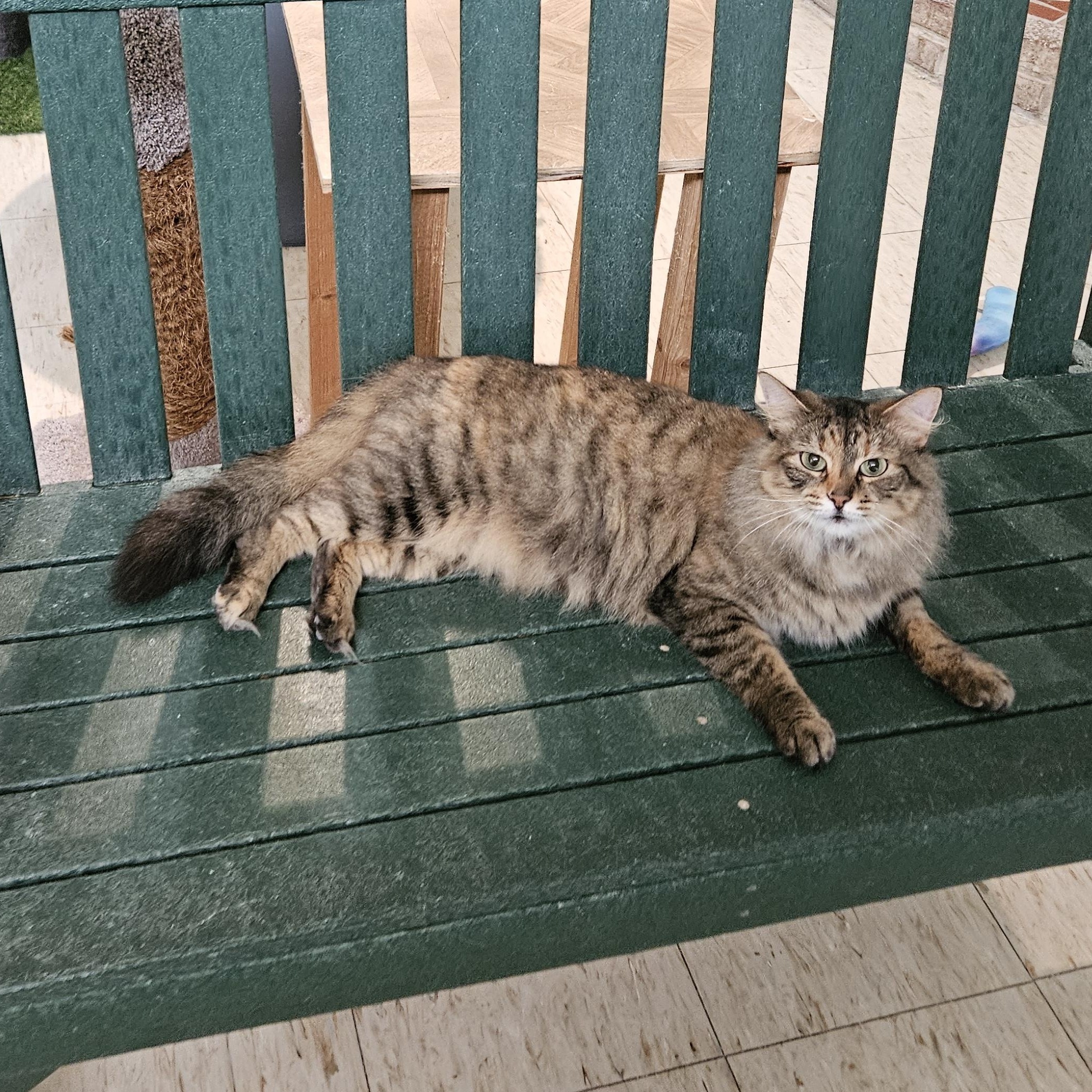 Enlarge Caramel , a ADOPTABLE Domestic Medium Hair in Melbourne, FL image 1/3