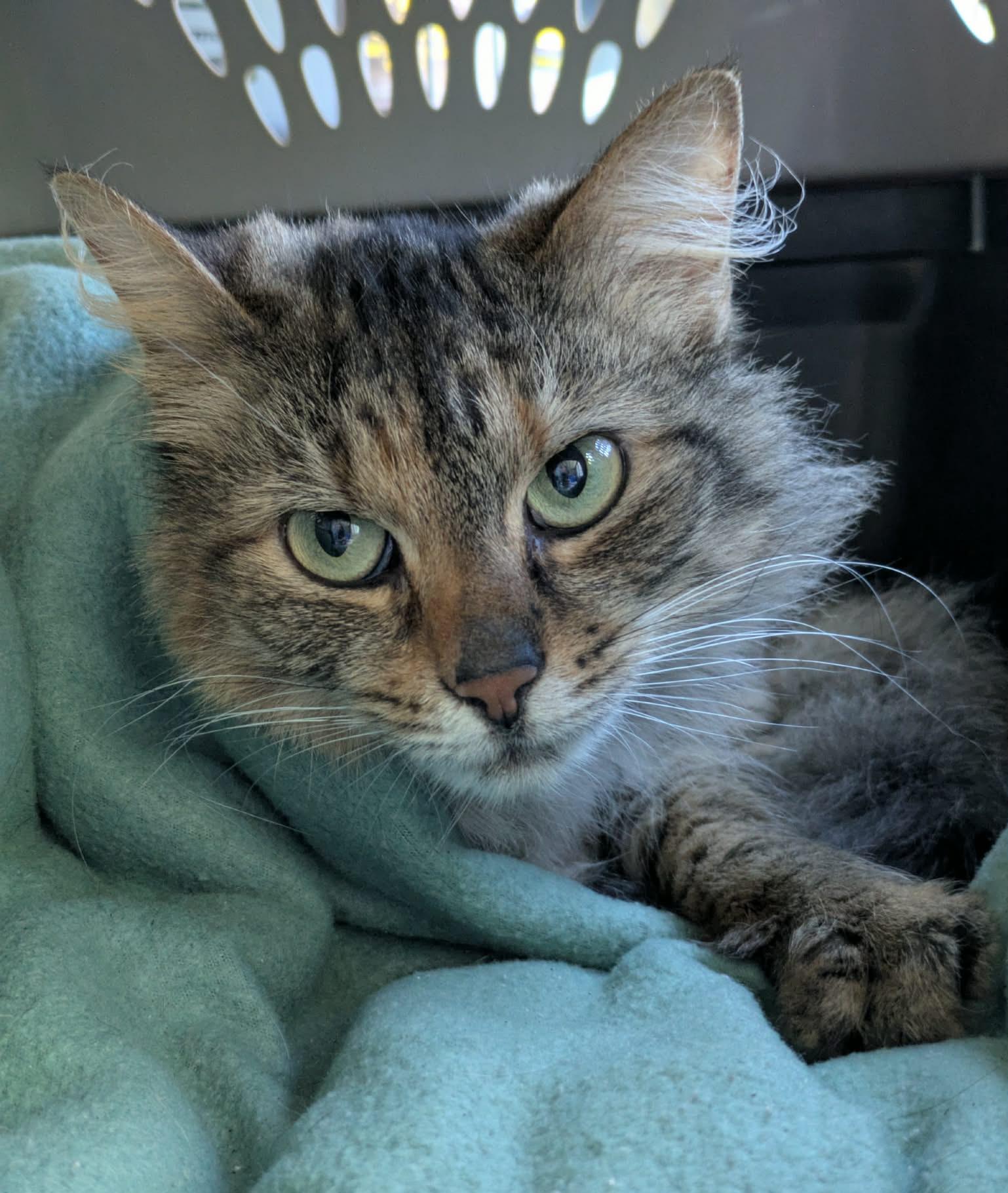 Caramel , ADOPTABLE, Adult Female Domestic Medium Hair.